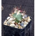 Ferocactus peninsulae var. peninsulae 2-inch pots
