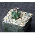 Ferocactus peninsulae var. peninsulae 3-inch pots