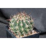 Ferocactus viridescens ssp. orcuttii one-gallon pots