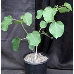 Ficus abutifolia 2-gallon pots