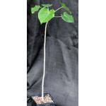 Ficus abutifolia 5-inch pots