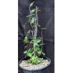 Ficus afghanistanii 3-gallon pots