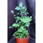 Ficus afghanistanii 5-gallon pots
