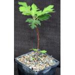 Ficus afghanistanii 5-inch pots