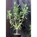 Ficus ilicina 3-gallon pots