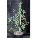 Ficus menabeensis 2-gallon pots