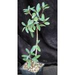 Ficus menabeensis 5-inch pots