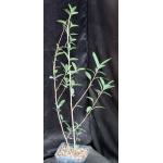 Ficus menabeensis one-gallon pots