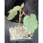 Ficus petiolaris 5-inch pots
