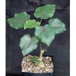 Ficus petiolaris one-gallon pots