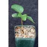 Ficus petiolaris (palmeri) 3-inch pots