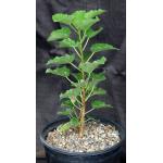 Ficus tettensis 2-gallon pots