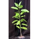 Ficus vasta 5-inch pots