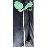 Ficus vasta one-gallon pots