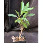 Ficus watkinsiana 5-inch pots