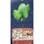 Firmiana colorata 4-inch pots