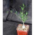 Fockea crispa 4-inch pots