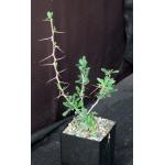 Fouquieria columnaris 5-inch pots