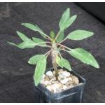 Fouquieria diguetii 2-inch pots