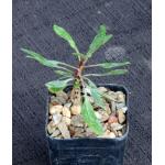 Fouquieria fasciculata 2-inch pots