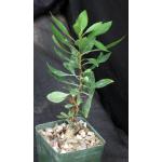 Fouquieria fasciculata 4-inch pots