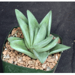 Gasteraloe cv Green Ice 5-inch pots