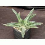 Gasteraloe cv Pauline 5-inch pots