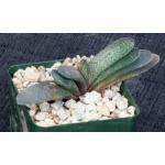 Gasteria brachyphylla var. bayeri 4-inch pots