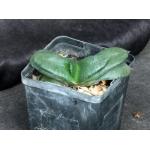 Gasteria armstrongii (GM 388)5-inch pots