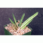 Gasteria batesiana variegate 4-inch pots