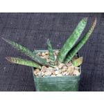 Gasteria batesiana x croucheri 4-inch pots