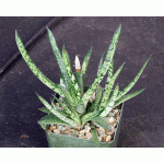 Gasteria bicolor var. liliputana (GM 271) 4-inch pots