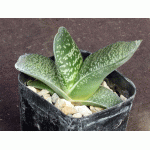 Gasteria cv Blue Ox hybrid 2-inch pots