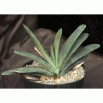 Gasteria cv Blue Ox x self 8-inch pots