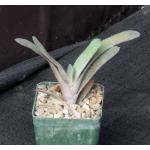 Gasteria cv Blue Ox x glomerata (RD 832) 4-inch pots