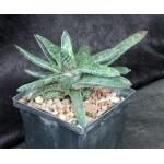 Gasteria brachyphylla var. brachyphylla (FA 848) 5-inch pots
