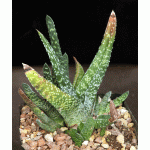 Gasteria carinata cv Volmoed one-gallon pots