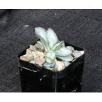 Gasteriacv Sakura Fuji 2-inch pots