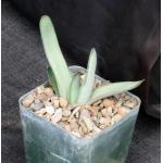 Gasteria cv Frosty 4-inch pots