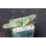 Gasteria cv GX-259 4-inch pots
