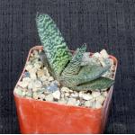 Gasteria cv Peg’s Big Boy 4-inch pots