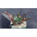 Gasteria cv Royal 4-inch pots