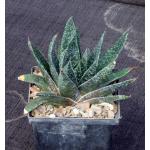 Gasteria cv Royal 5-inch pots
