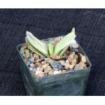 Gasteria disticha variegate 3-inch pots