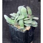 Gasteria glomerata 4-inch pots
