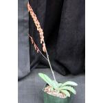 Gasteria glomerata 5-inch pots