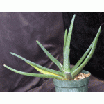 Gasteria penduliflora 8-inch pots