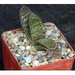 Gasteria pillansii var. ernesti-ruschii 4-inch pots