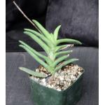 Gasteria rawlinsonii 5-inch pots