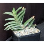 Gasteria rawlinsonii one-gallon pots
